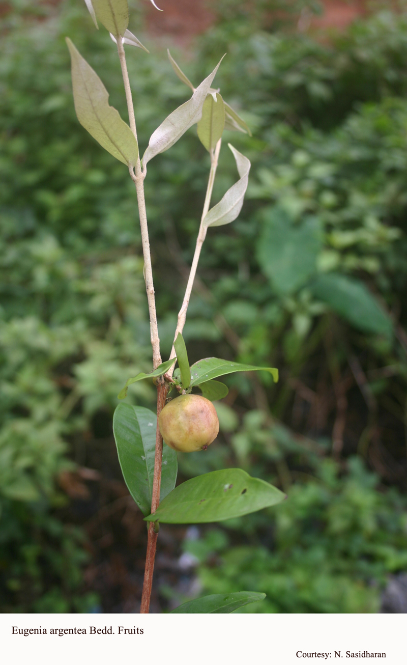 Eugenia argentea Bedd. Fruits